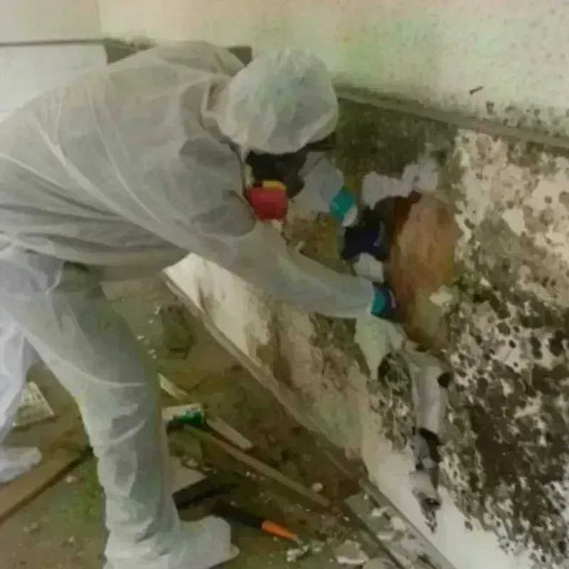 Mold Remediation and Removal in Savannah, TN